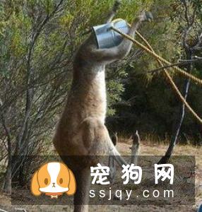 澳大利亚卡尔比的外形特征及饲养方法|图片