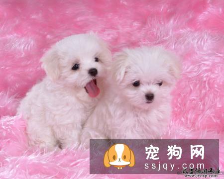 狗狗为什么吐黄水? 教你这样解决!