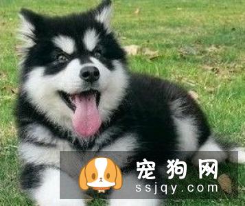 阿拉斯加犬禁忌的食物有哪些？