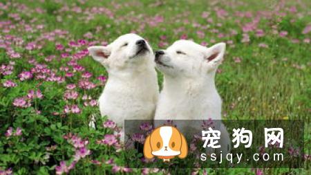 给宠物狗狗好吃的米饭煮法！