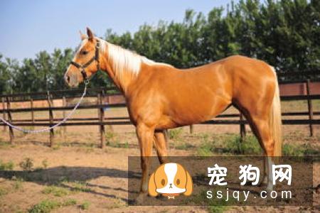 大格林芬犬好养吗_怎么饲养？