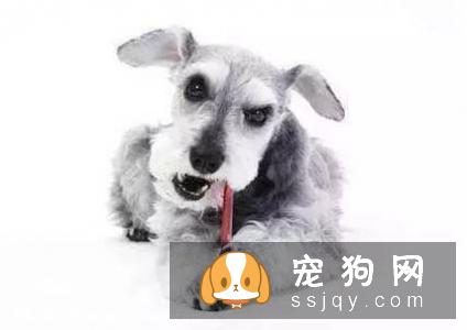 常识帖！宠物口腔知识