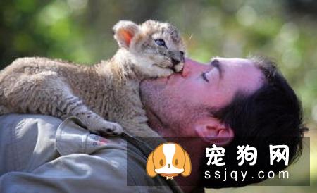 澳大利亚卡尔比的外形特征及饲养方法|图片