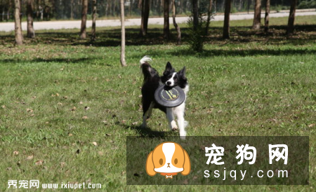 犬瘟热潜伏期症状_犬瘟热潜伏期多久
