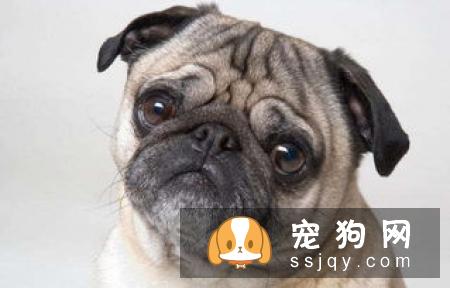如何帮助狗狗疏通肛门腺？