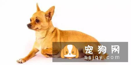 狗狗难产有什么表现，狗狗难产怎么办？