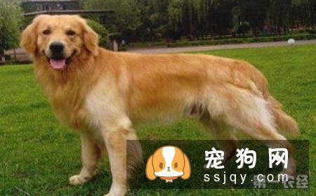 新斯科舍猎鸭寻猎犬好养吗，怎么训练|图片|价格