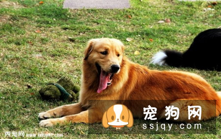 金毛狗粮如何挑选？喂养金毛需要注意哪些事项？