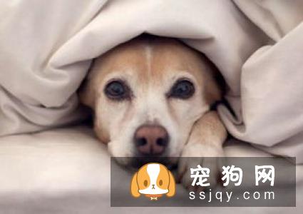 狗狗发烧的症状