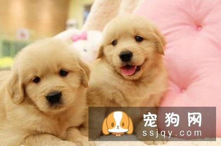 狗狗呕吐怎么办正如这类“馋不腻宠物益生菌”有效调理
