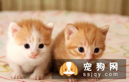 雪纳瑞为什么会呕吐？雪纳瑞呕吐应该怎么办？