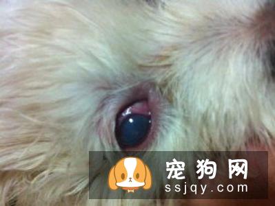 消除狗狗泪痕的方法?狗狗流泪的原因