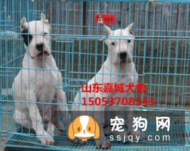 【杜高犬】杜高犬好养吗_怎么饲养？