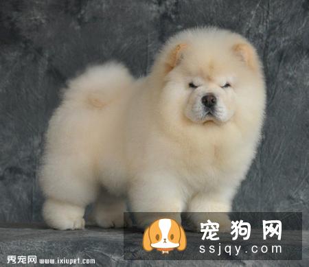 【松狮犬狗粮】松狮吃什么狗粮好？