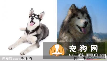 六个方法轻松辨别哈士奇与阿拉斯加