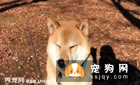 教你读懂狗狗的耳朵和眼睛的语言