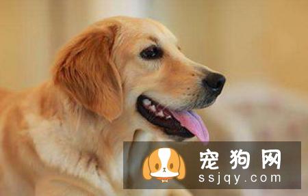 狗狗训练：你应该主动告诉它该怎么做
