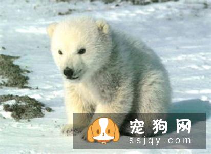比特犬为什么不怕疼？