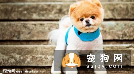 哈多利系博美犬多少钱,价格怎样,不懂挑选怎么破?