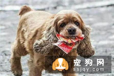 当狗狗老了，要注意他们的饮食