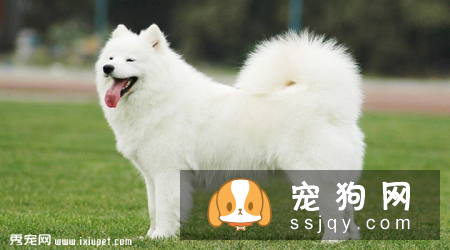 银狐犬和萨摩耶的区别有哪些？