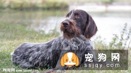 硬毛指示格里芬犬多少钱一只,好养吗_智商|价格|图片
