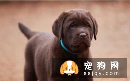 【昆明犬】昆明犬多少钱一只_昆明犬品种特征