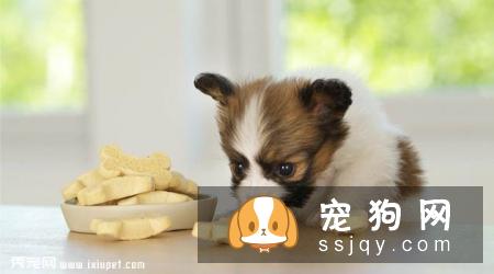 狗狗食欲不振的原因 狗狗食欲不振怎么办？