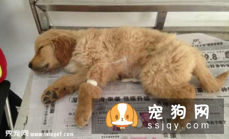 犬瘟热潜伏期症状_犬瘟热潜伏期多久