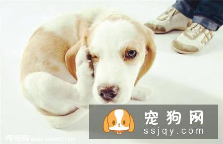 狗狗患上湿疹，怎么治疗？