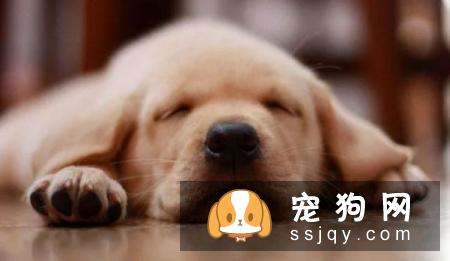 在养狗之前先了解这些，让狗狗成为训练有素的好狗