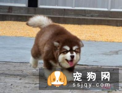 巨型阿拉斯加犬多少钱一只，价格贵吗？