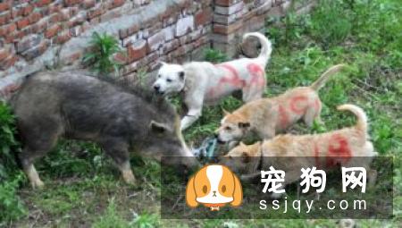 波音达猎犬怎么样_价格_图片