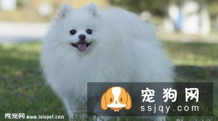 博美犬吐了怎么办,博美犬吐了处理方法