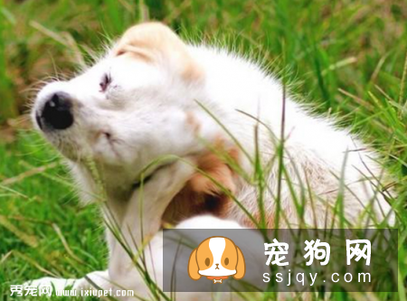 狗狗把耳朵挠出血是什么原因？
