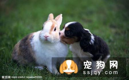 【健康小知识】如果应对金毛犬的呕吐拉稀?