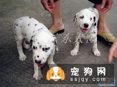 大麦町犬好养吗?大麦町犬图片|价格|训练