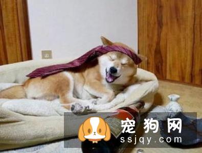 狗狗因为护食对主人很凶怎么办?