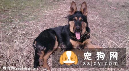 【昆明犬】昆明犬多少钱一只_昆明犬品种特征