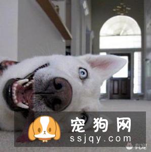 英国雪达犬外形特征_训练方法_图片