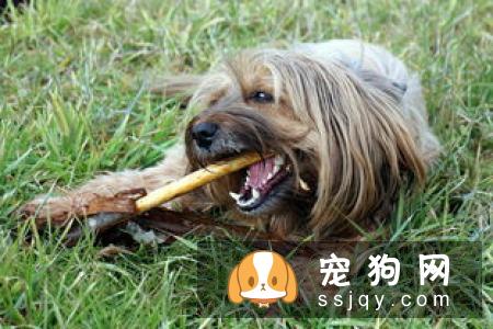 狗狗异食癖是什么原因导致的，应该如何防治？