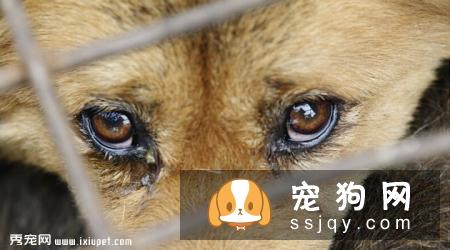 消除狗狗泪痕的方法?狗狗流泪的原因