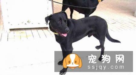 卡德卑斯太尔犬的特征介绍及饲养方法|图片|价格|训练