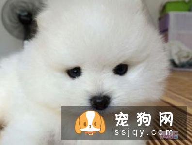 狗狗流黄鼻涕是感冒吗，狗狗感冒会流脓鼻涕么？