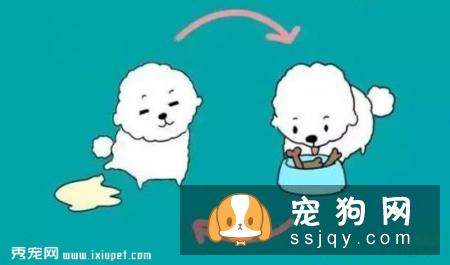 狗狗不会定点排便？那你应该这么训练