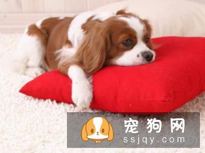 狗狗在多大的时候接受训练最有效