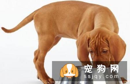 狗狗每天吃几顿饭最好,因为众说纷纭,都说狗不能多吃