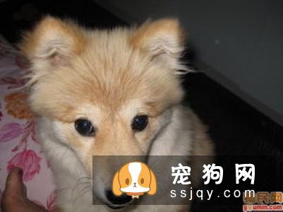 芬兰狐狸犬的介绍以及正确挑选办法