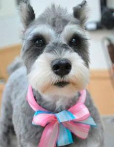 猎狐犬多少钱,好养吗?猎狐犬图片|价格|训练