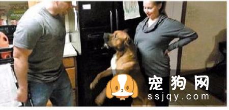 惩罚狗狗时，哪些该做哪些不该做？